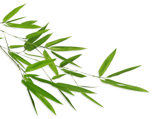 Bambus